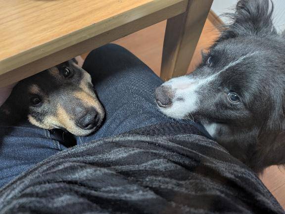 錦帯橋に行ってくるよ?(* ?  ?* )?