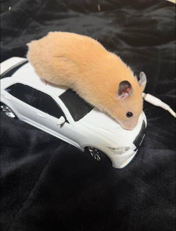 くるまのってるハム