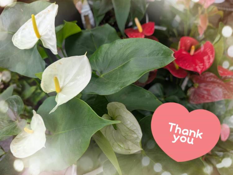 ラスト枠のAさん