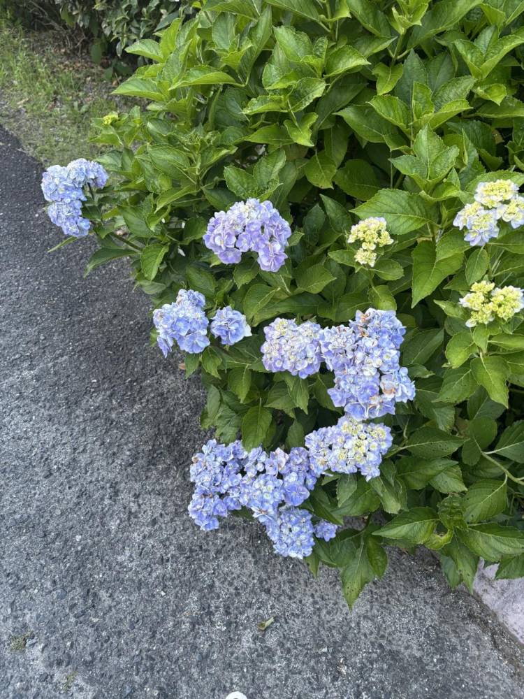 日国のお兄様‪🫶