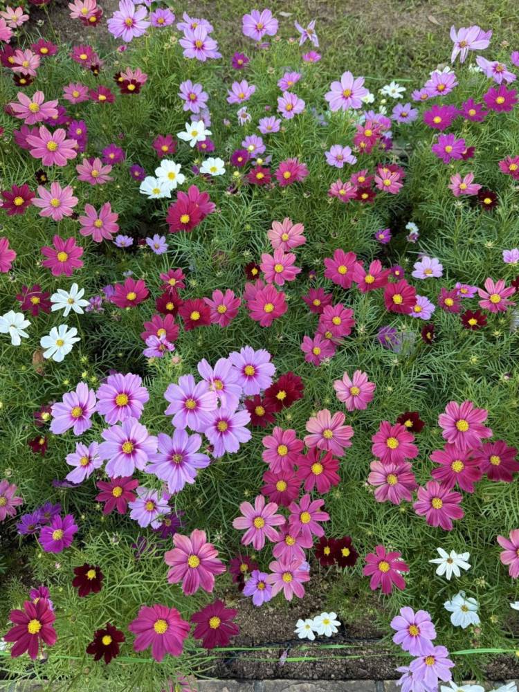 💌💭💕︎💕︎