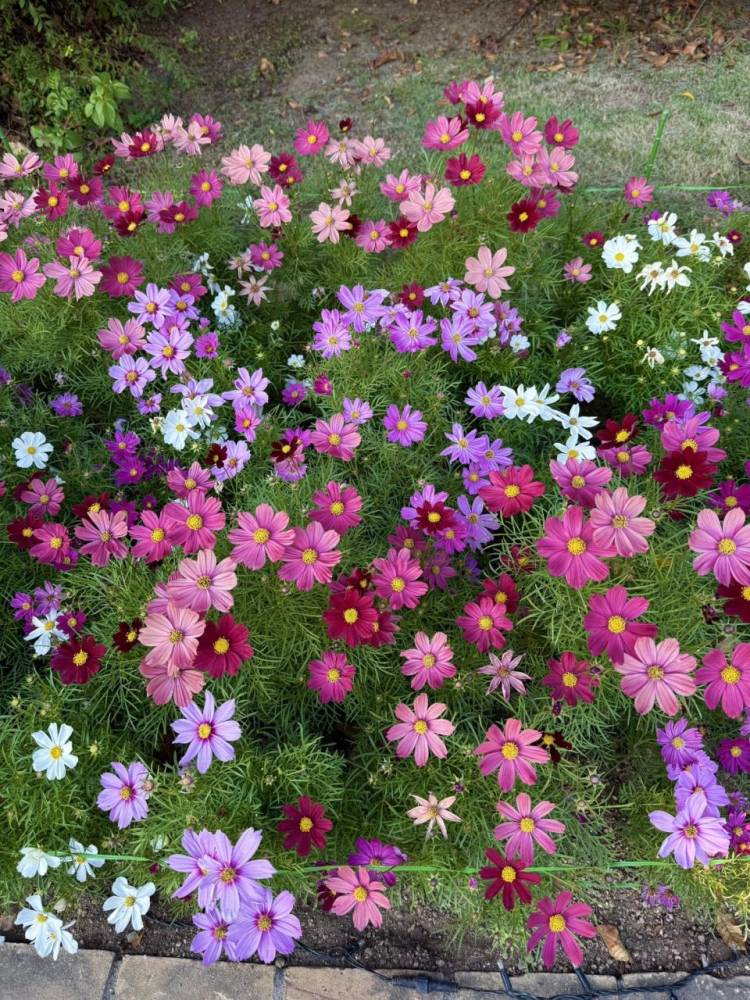 💌💭💕︎💕︎