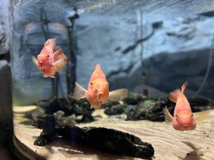 朝食なんてもんは必ず摂りますよ♪