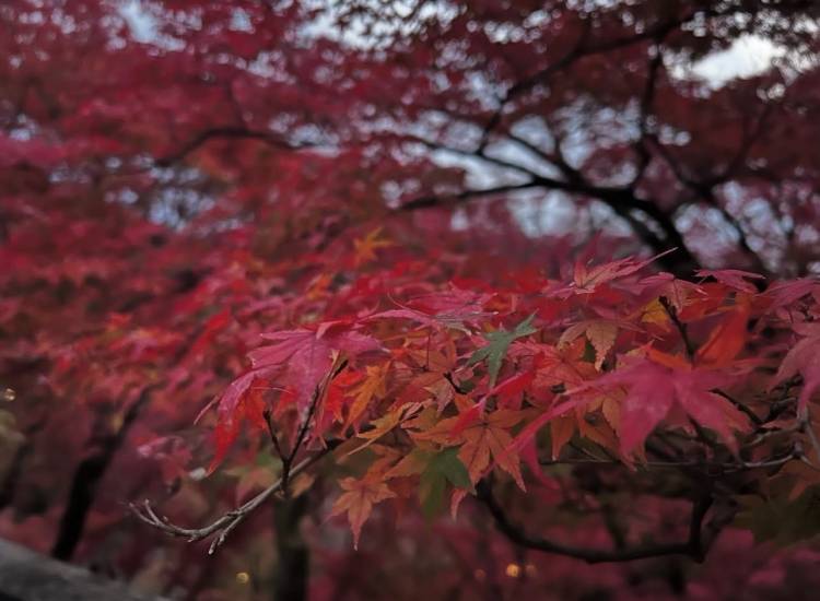 🔰☆るみ(36)☆人妻コース