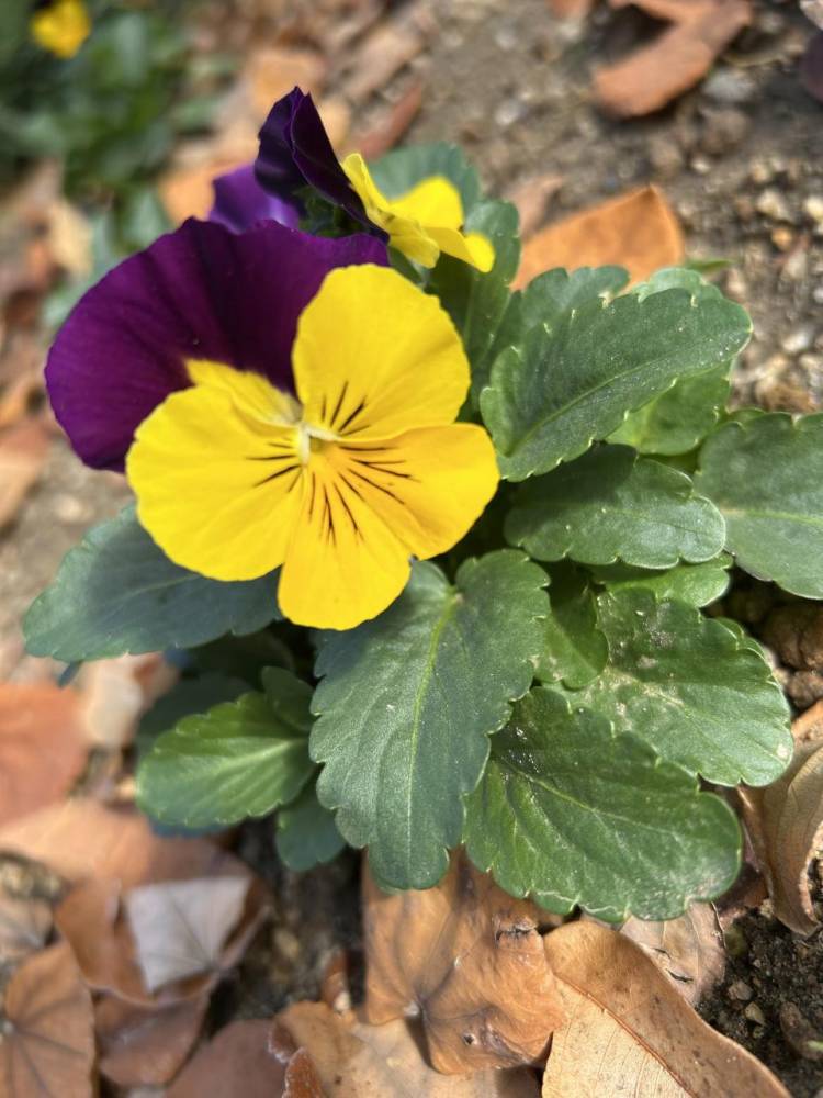 パンジーって、親父顔で可愛いよね♪
