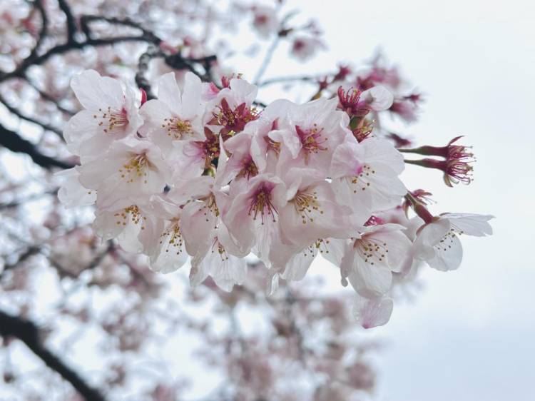 桜雨☔️