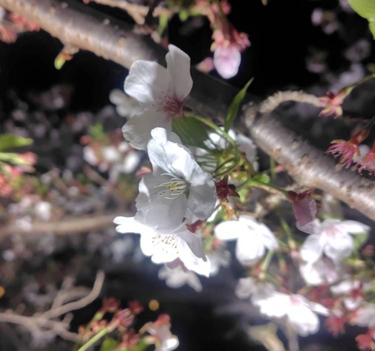 満開の〇〇…🌙