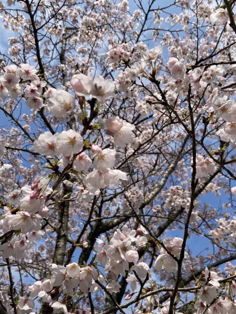 🔰☆るみ(36)☆人妻コース