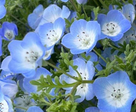 こんにちは❁⃘*.ﾟ