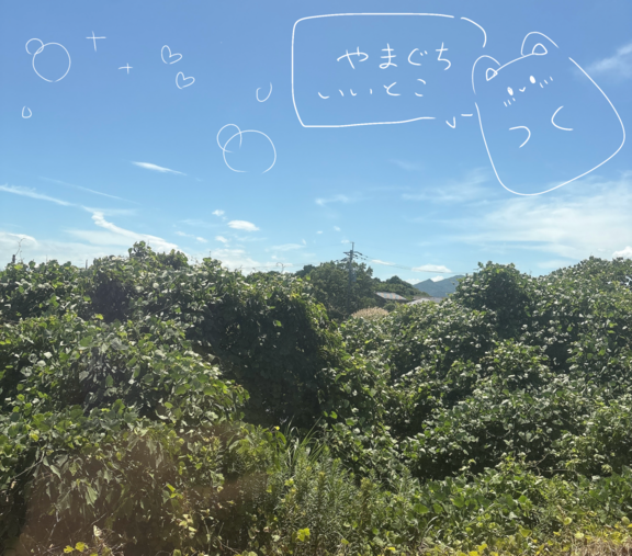 やまぐちは、いいとこじゃけーね〜💖