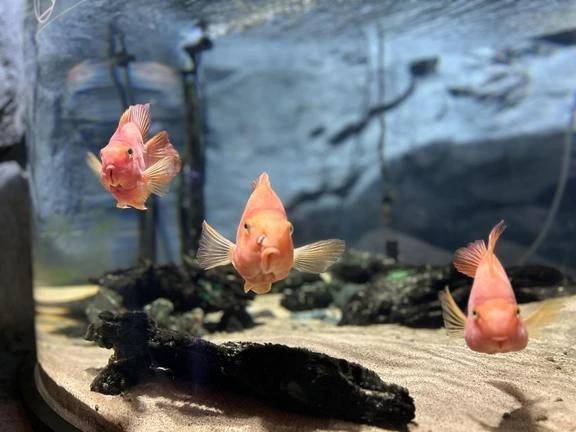 朝食なんてもんは必ず摂りますよ♪