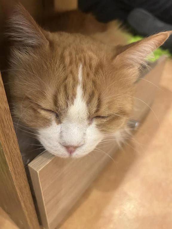 癒しって大事だよね、お兄様癒されにおいで？