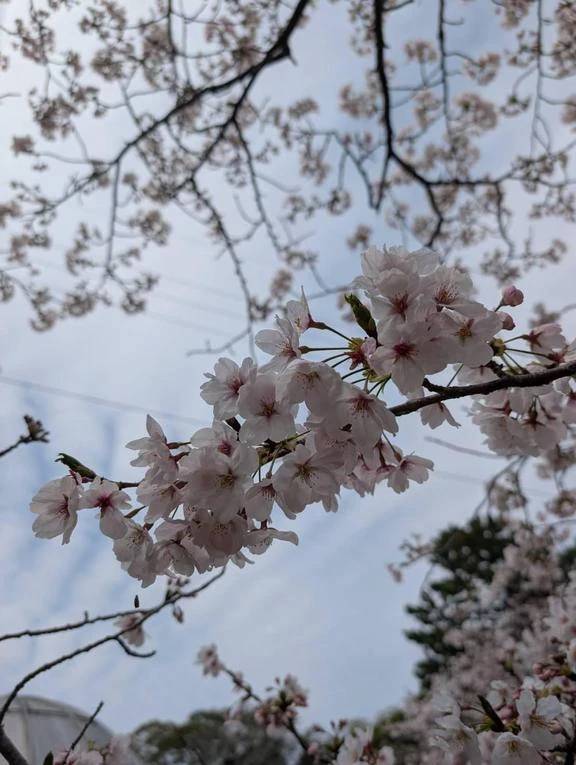 お花見日和♡