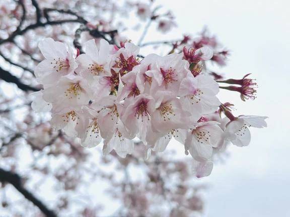 桜雨☔️