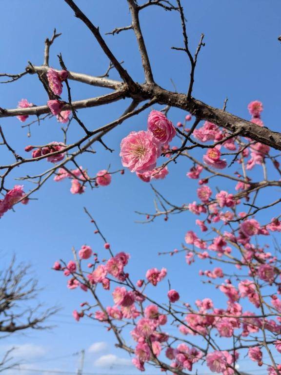 お礼?本指名パルクスのお兄さんへ