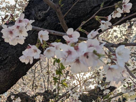 お礼?本指名パンプキンスイートのお兄さん♪
