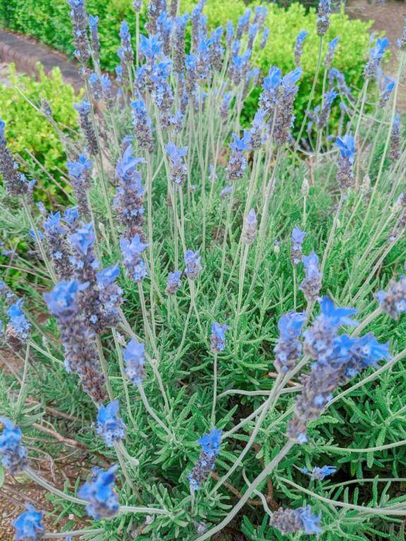 お礼?本指名泉田Fineのお兄さん?