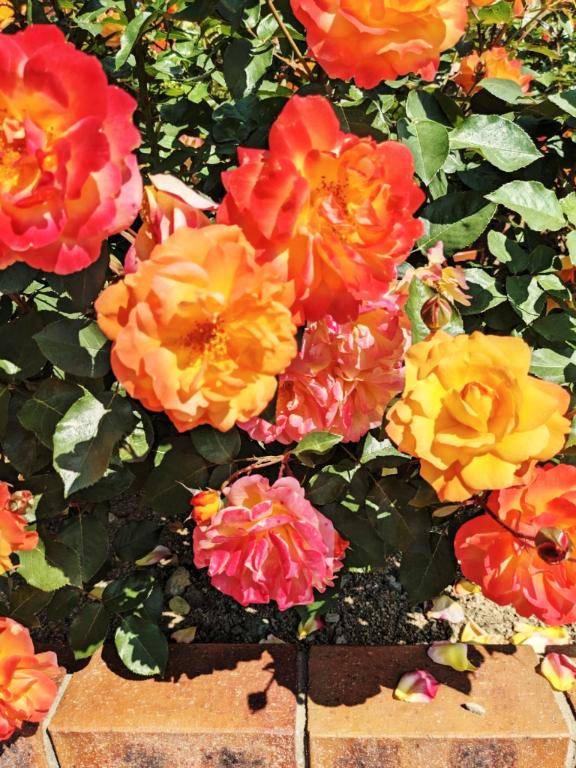 お礼?本指名ご自宅のお兄さん?