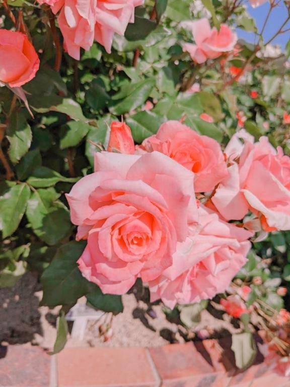 お礼?本指名ジュピターのお兄さん?