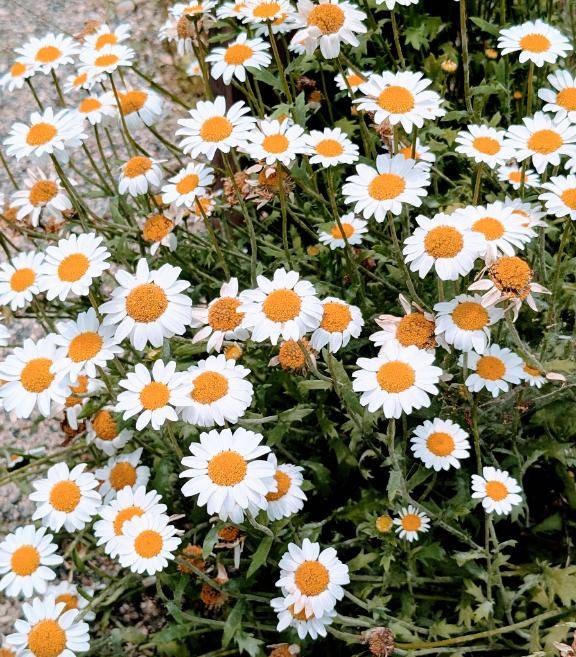 お礼?本指名USAのお兄さん?