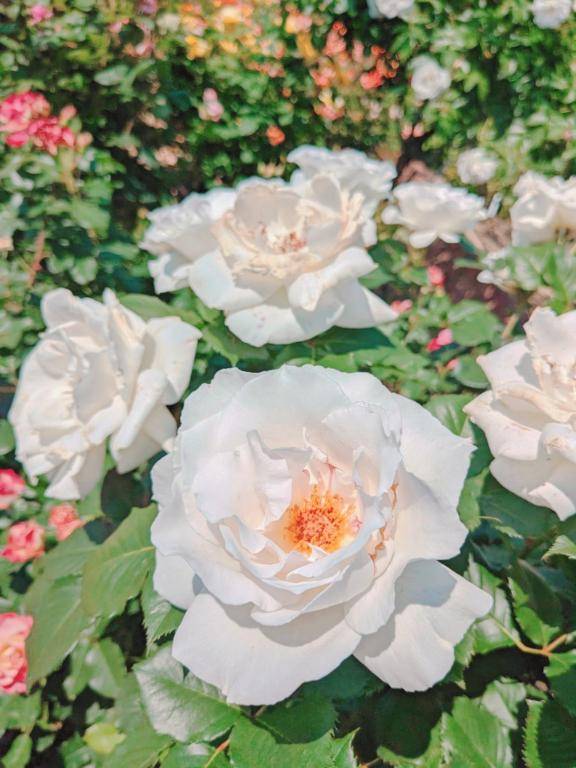 お礼?本指名Aladdinのお兄さん?