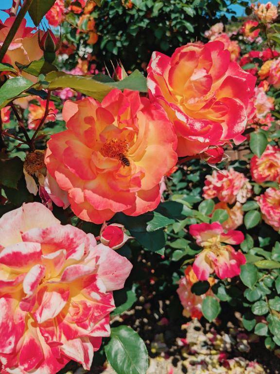 お礼?本指名XOのお兄さん♪