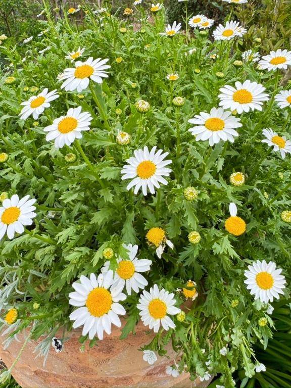 あゆみ（RANKAN－ランカン－）