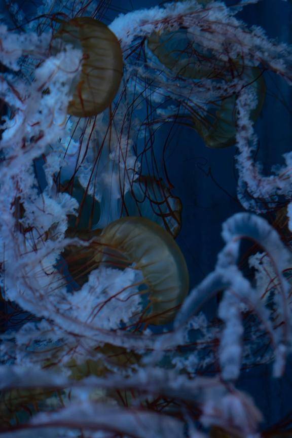 チョコレのお客様へ?