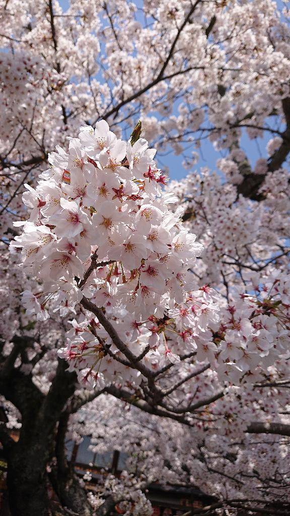 もえ【SWEET】（RANKAN－ランカン－）