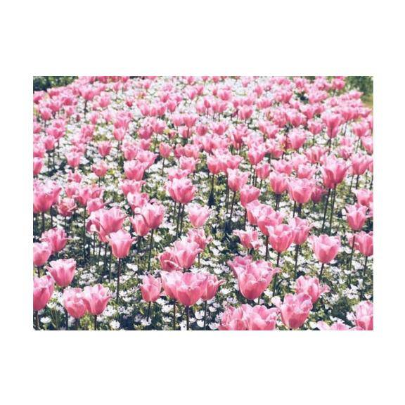 めいさ（RANKAN－ランカン－）