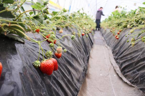 いちご狩り?
