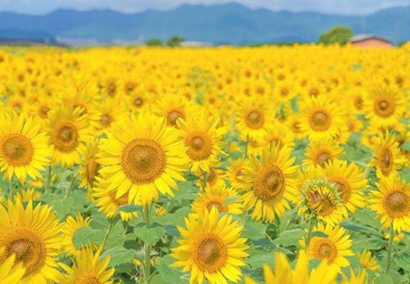 はじめましての1日、特別にしてくれますか？?