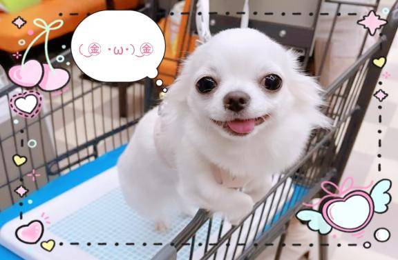 [お題]from:猫飼いたいさん