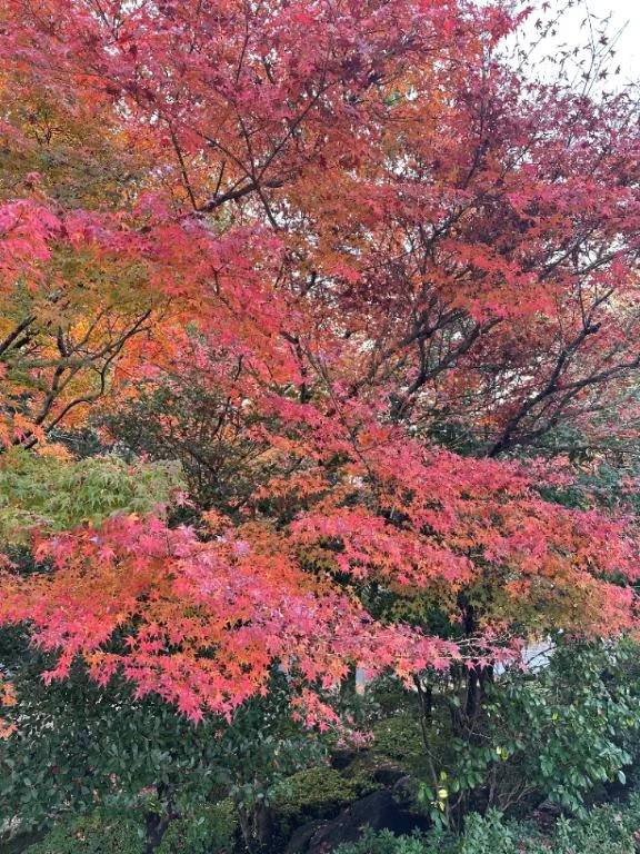 紅葉🍁