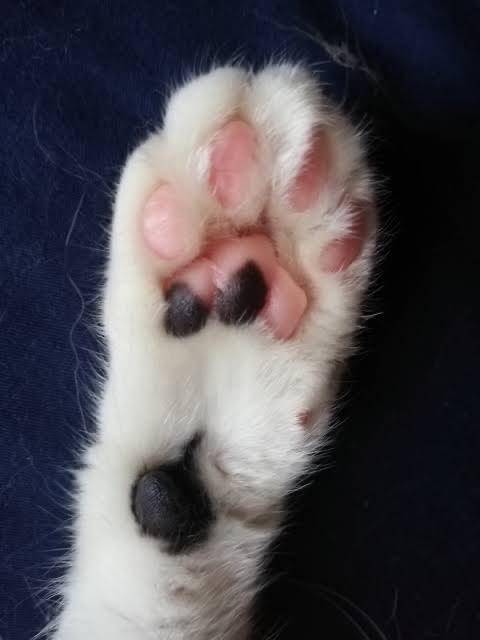 キテネ?