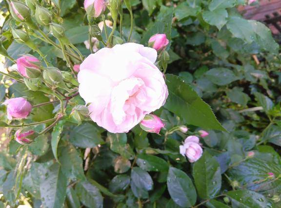 お散歩していたら??可愛いお花???まこ???