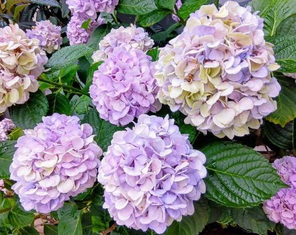 お散歩してきました♫💕まこ🥰