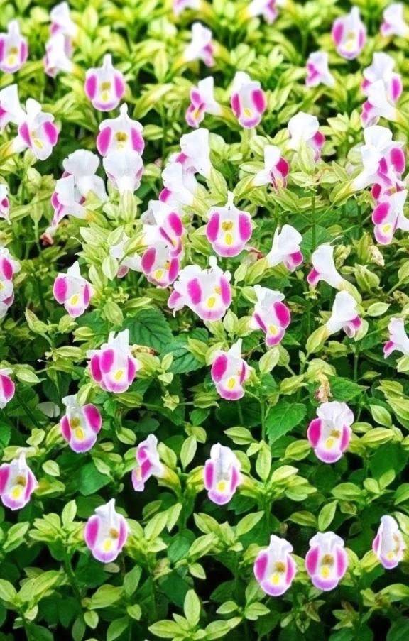 もう