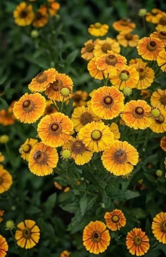 ♡
