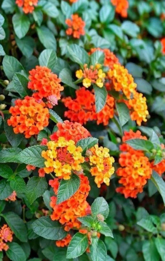 11月