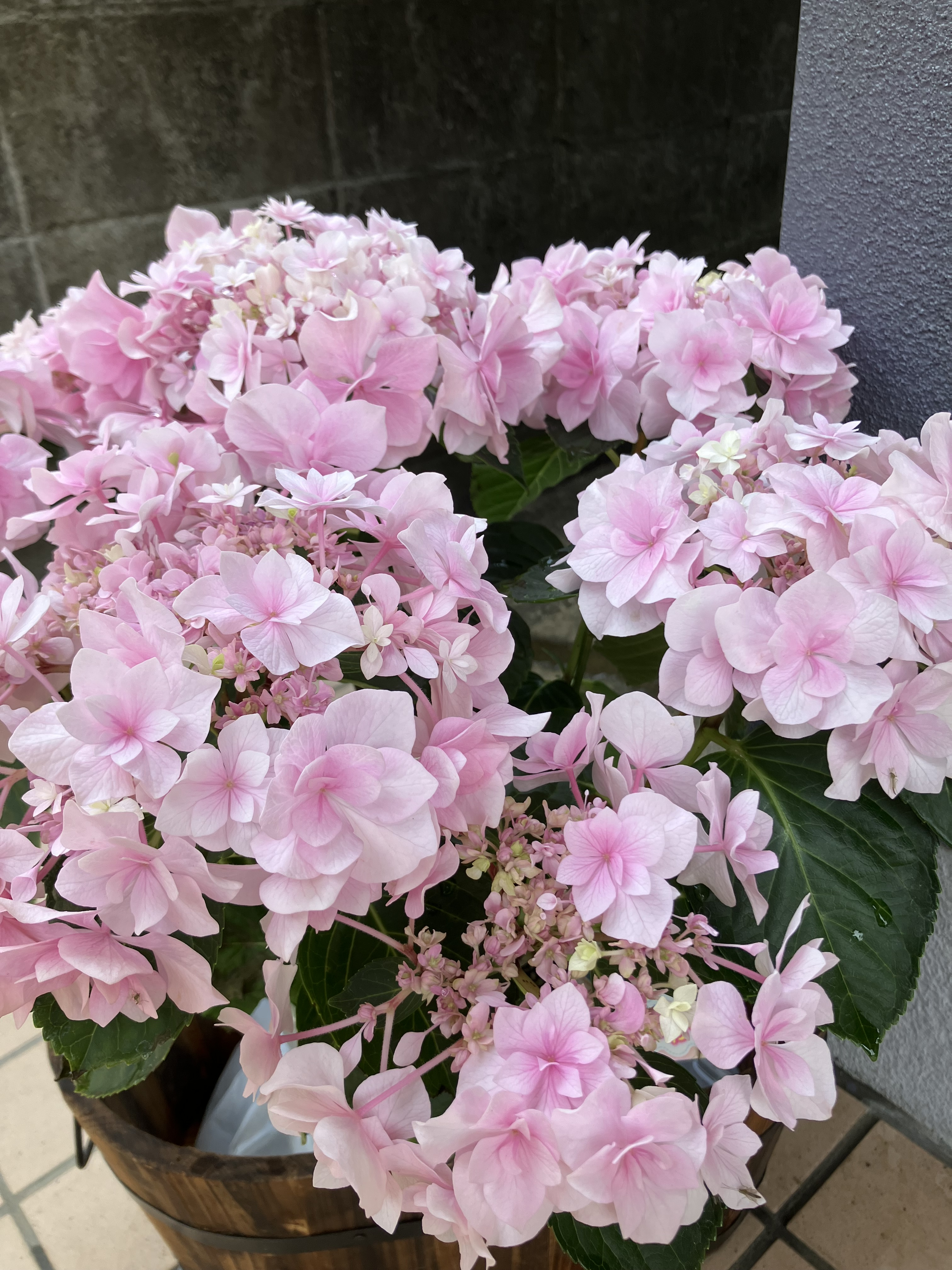 ╰(*´︶`*)╯♡