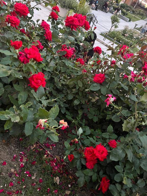 ことねの小言❣️