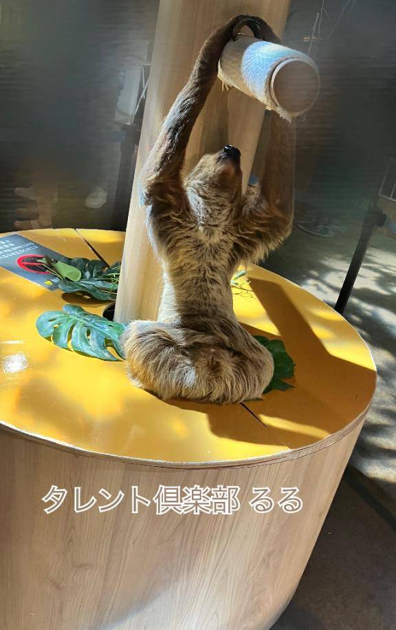 ナマケモノ?