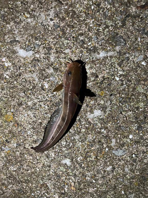 可愛い魚?