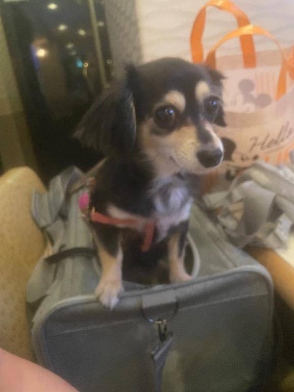 しぐれ　牝の本能が疼く☆最高美女の淫乱フェラ潮吹き祭り