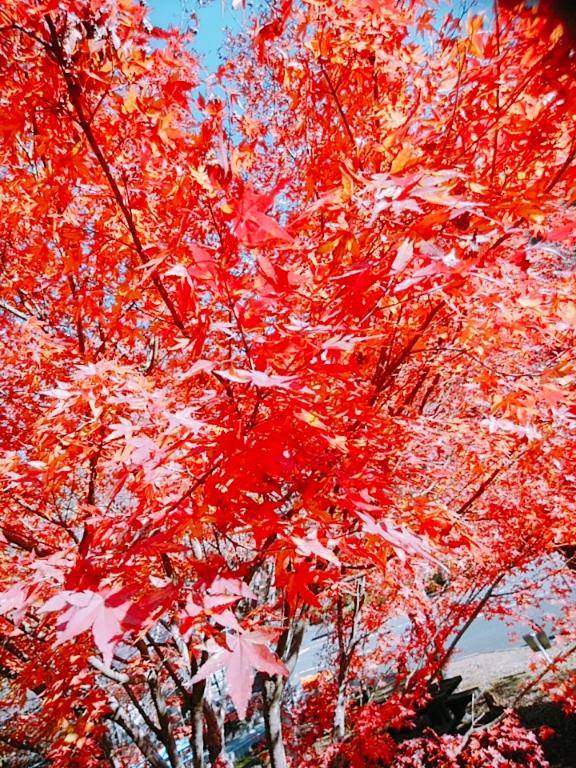 きりか(妊婦さん)男が本能で欲する女性！潮吹き美人妻♡