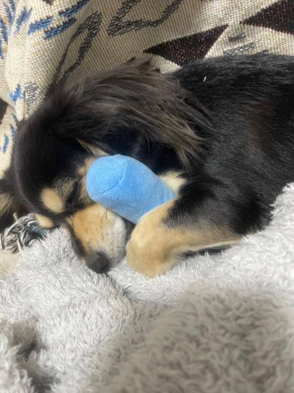 しぐれ　牝の本能が疼く☆最高美女の淫乱フェラ潮吹き祭り