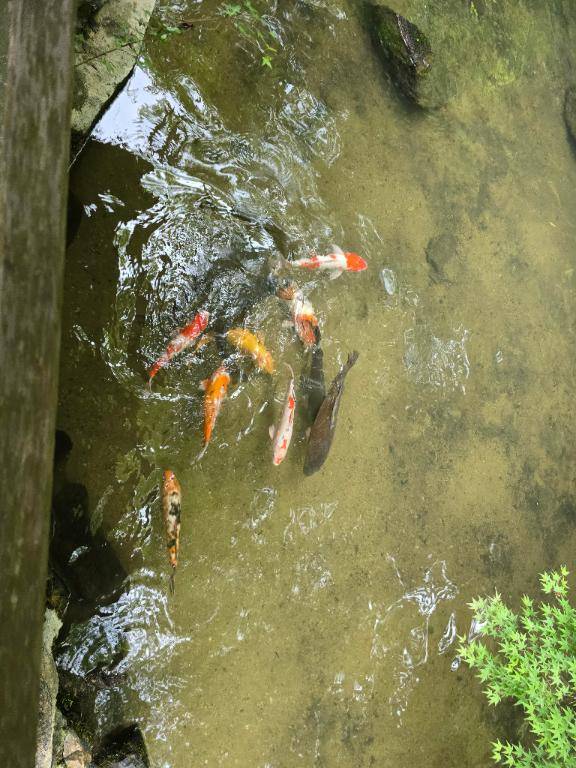 きりか(妊婦さん)男が本能で欲する女性！潮吹き美人妻♡