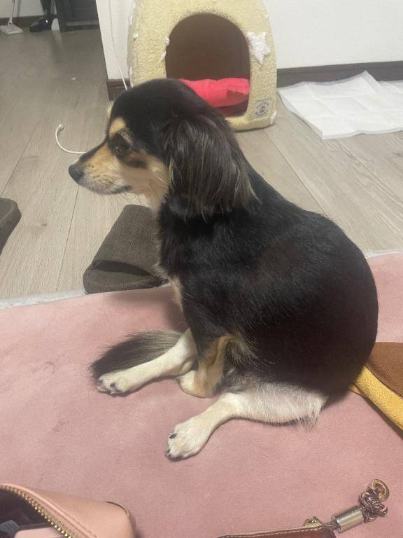 しぐれ　牝の本能が疼く☆最高美女の淫乱フェラ潮吹き祭り