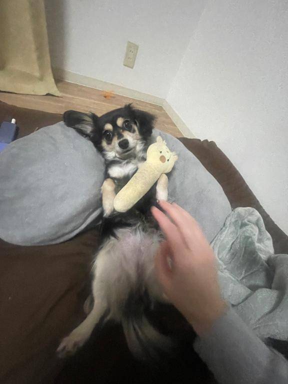 しぐれ　牝の本能が疼く☆最高美女の淫乱フェラ潮吹き祭り